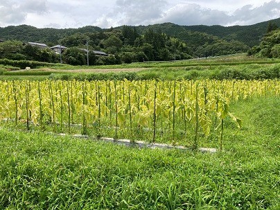 写真2-1-17　水田を利用した葉タバコ畑