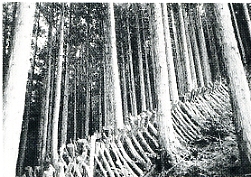 写真1-1-11　ホダ場とヒノキの美林