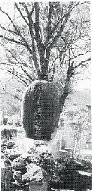 写真2-1-7　遺言により真光寺の桜の下に眠る檜垣伸の墓地