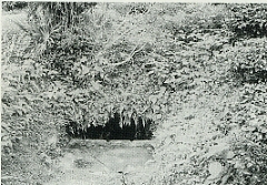 写真2-2-7　新宮村馬立　柿の下に残る「梅の泉」