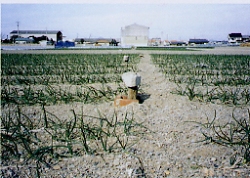 砂丘のタマネギ畑と出水口の木栓