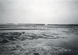 写真4-1-7　豊貝突堤とアサリ漁場