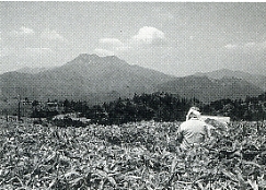 写真1-1-2　瓶ヶ森から見た石鎚山
