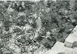 写真2-2-21　食草のツメレンゲ