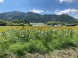写真1-2-9 ヒマワリが植えられた水田
