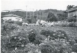 写真3-1-23　「田野筋ボランティアの会」が世話する花壇