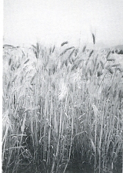 写真3-2-10　実り豊かな裸麦