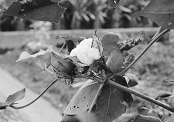 写真補-4　白いワタ毛とワタの花