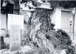 写真3-1-40　枯死した一里松