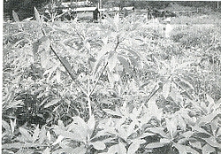 写真1-2-4　ミツマタ栽培（美川村東川にて）