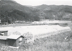 写真1-2-28　明神地域のトマトハウス団地