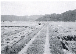 写真2-1-2　直線農道と両側の水路