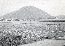 写真2-1-26　ハクサイ畑と神南山