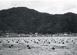 写真2-1-42　真珠いかだが並ぶ内海湾